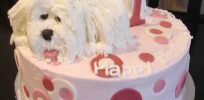 Nice Looking Dog Birthday Cake Ideas Puppy Cakes Decoration Little